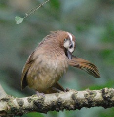 Pterorhinus sannio