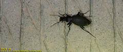 Carabus jankowskii