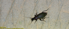 Carabus jankowskii