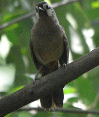 Pterorhinus sannio