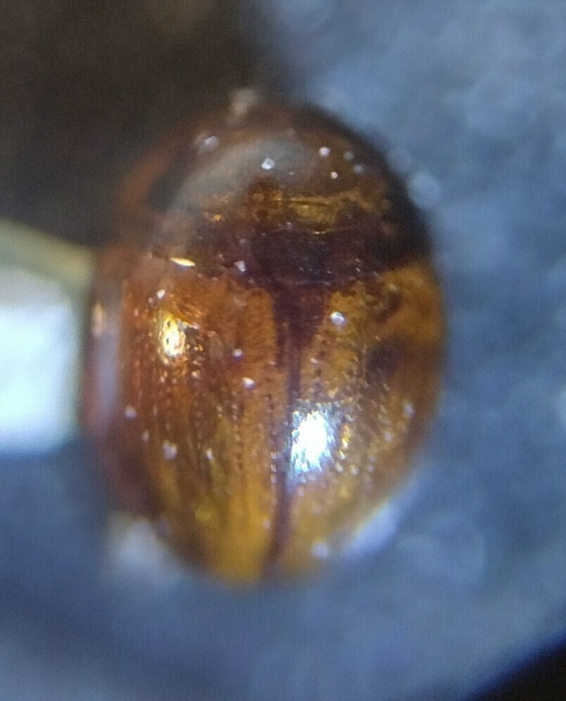 Zeadolopus oklahomensis