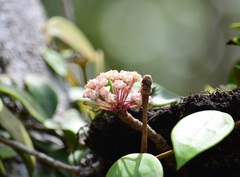 Hoya verticillata