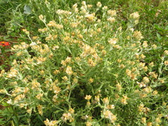 Pseudognaphalium inornatum