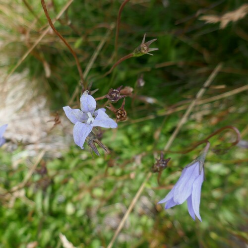 Image of Wahlenbergia ceracea by (c) Gary Williams, some rights reserved (CC BY-SA)