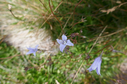 Image of Wahlenbergia ceracea by (c) Gary Williams, some rights reserved (CC BY-SA)