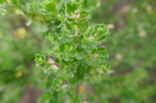 Image of Alpine Mint Bush (Prostanthera cuneata) by (c) Gary Williams, some rights reserved (CC BY-SA)
