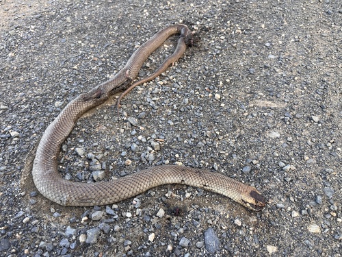 Eastern Brown Snake sighting