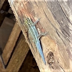 Lygodactylus picturatus