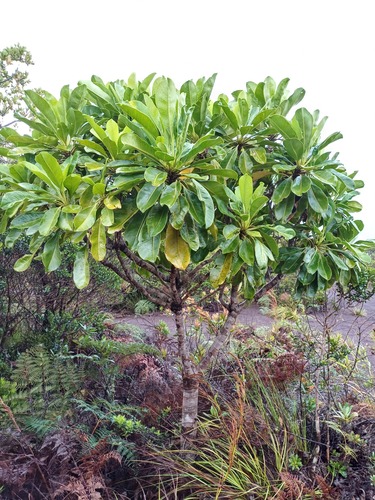 Myodocarpus involucratus observed 2025-02-01