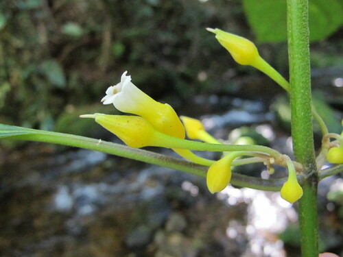 Besleria macahensis