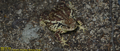 Bufo sachalinensis