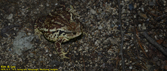 Bufo sachalinensis