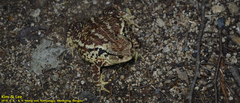 Bufo sachalinensis