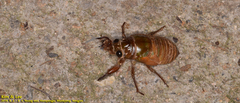 Hyalessa maculaticollis