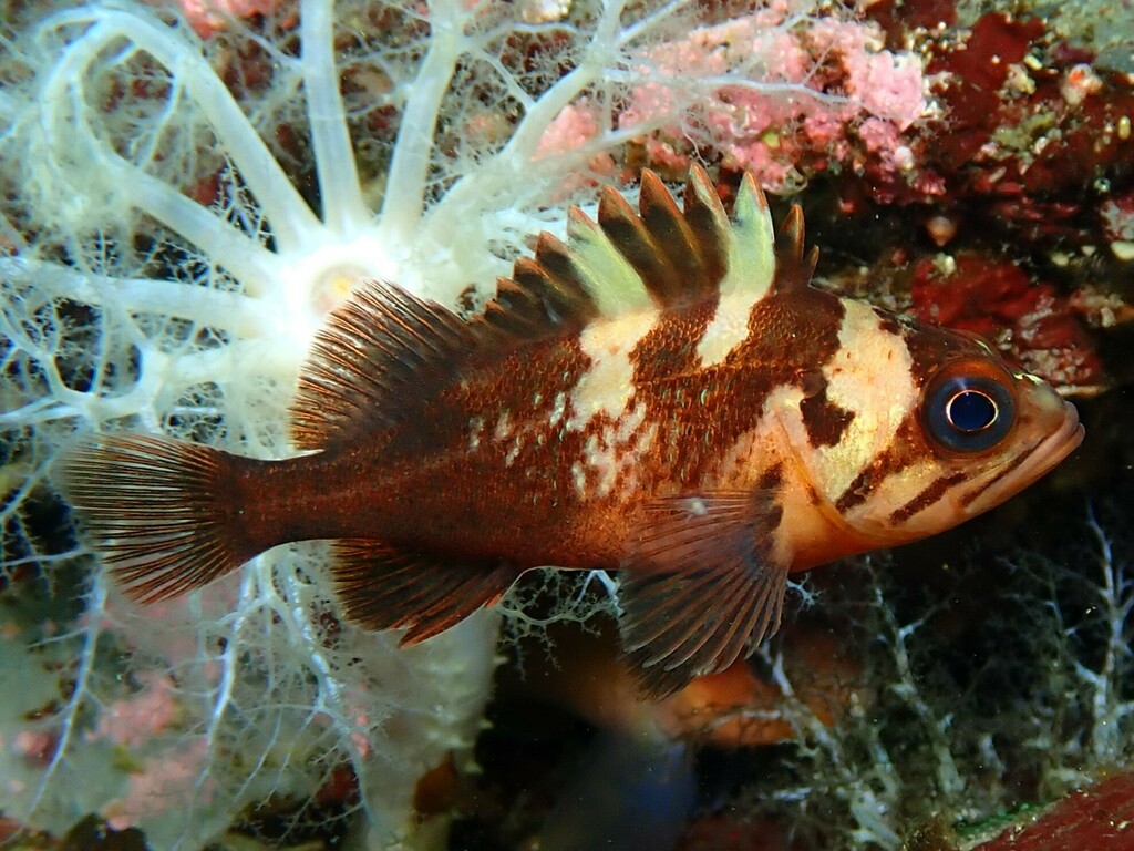 Brown bomber (Sebastes maliger) — Sebastidae