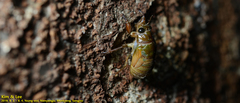 Hyalessa maculaticollis