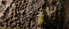 Hyalessa maculaticollis