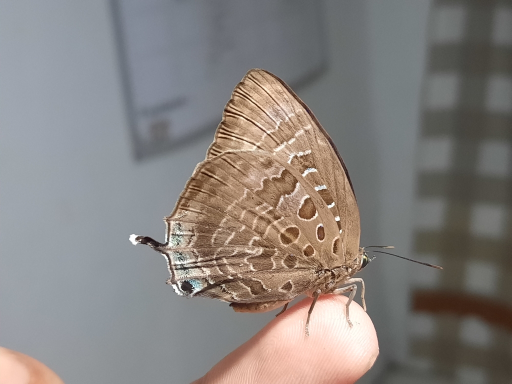 Arhopala araxes (Arhopala araxes)