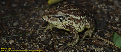 Bufo sachalinensis