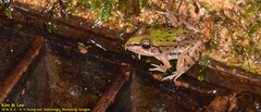 Pelophylax nigromaculatus