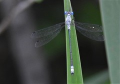 Lestes forcipatus
