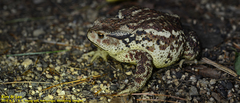 Bufo sachalinensis