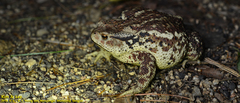 Bufo sachalinensis