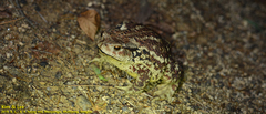 Bufo sachalinensis