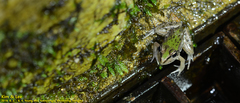 Pelophylax nigromaculatus