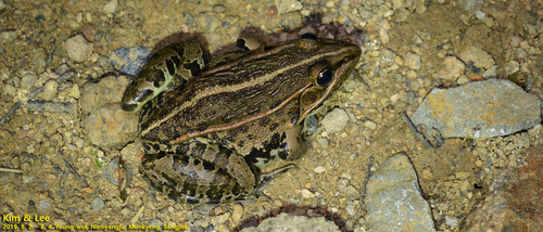 Dark-spotted Frog, Pelophylax nigromaculatus