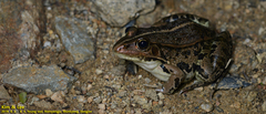 Pelophylax nigromaculatus