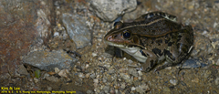 Pelophylax nigromaculatus