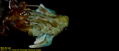 Hyalessa maculaticollis