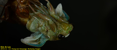 Hyalessa maculaticollis