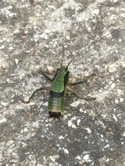 Eupholidoptera megastyla