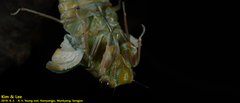 Hyalessa maculaticollis