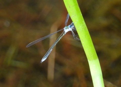 Lestes vigilax