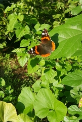 Vanessa atalanta
