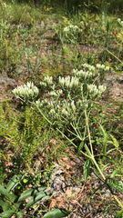 Eupatorium petaloideum