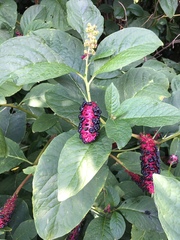 Phytolacca acinosa
