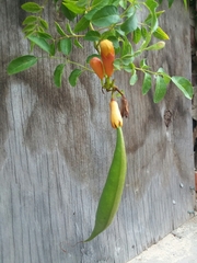 Campsis radicans