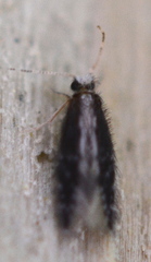 Orthotrichia
