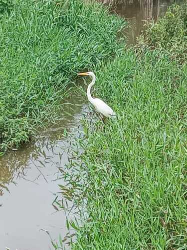 Great Egret