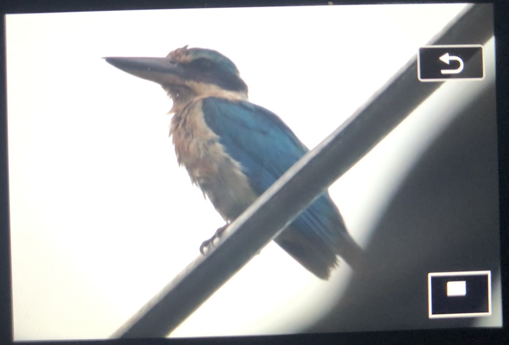 Sacred Kingfisher (Todiramphus sanctus)