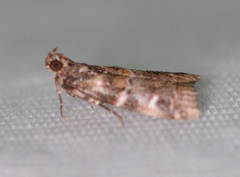 Dioryctria pygmaeella