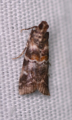 Dioryctria pygmaeella