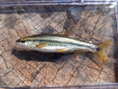 Guadalupe Roundnose Minnow photo 2