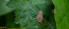 Homoeocerus dilatatus
