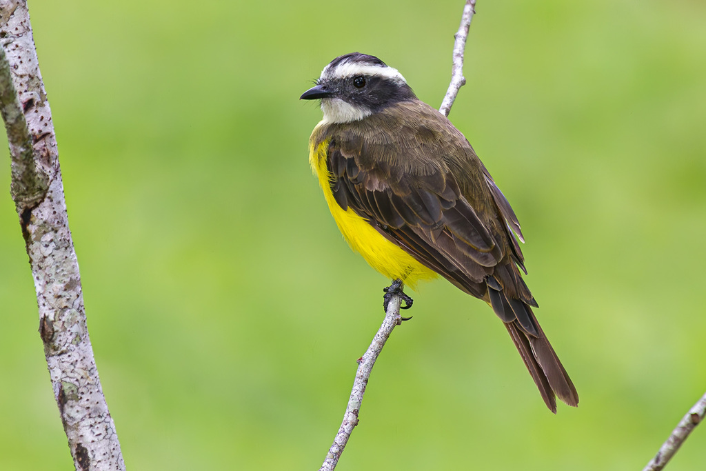 Rusty-margined Flycatcher (Myiozetetes cayanensis) photo