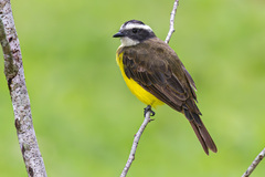 Rusty-Margined Flycatcher photo 2